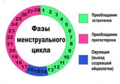 график базальной температуры при овуляции