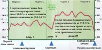 Менструальный цикл