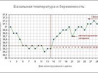 Нормальный график базальной температуры при беременности выглядит следующим образом