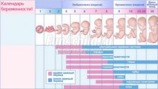 Особенности развития плода по неделям беременности Особенности развития плода по неделям беременности