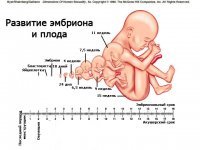 Соответствие эмбрионального и акушерского сроков беременности