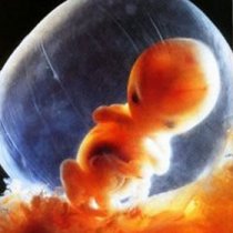 внутриутробное развитие ребенка внутриутробное развитие ребенка